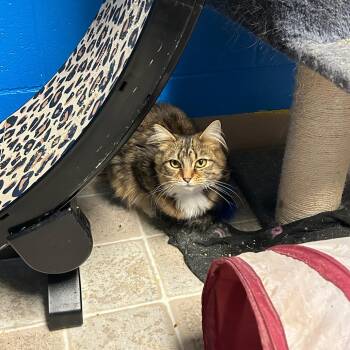 Domestic Long Hair Cats Available for Adoption in Salem, West Virginia - Poison | PetCurious