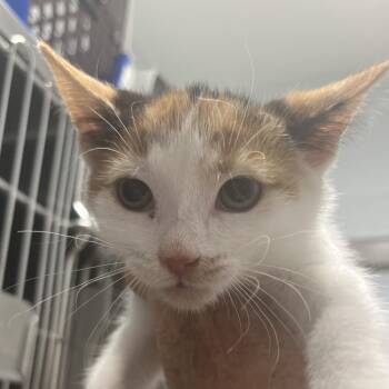 Coco -  Domestic Short Hair Cat for Adoption in Marshall, Virginia - Coco | PetCurious