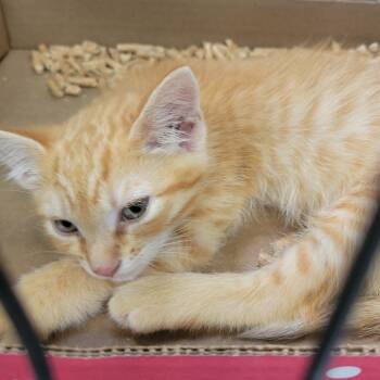 Luffy -  Domestic Short Hair Cat for Adoption in Westminster, California - Luffy | PetCurious