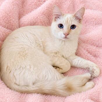 Flamepoint Cutie H -  Siamese Cat for Adoption in Glendora, California - Flamepoint Cutie H | PetCurious