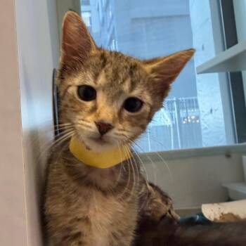 Ned Legman -  Domestic Short Hair Cat for Adoption in Wantagh, New York - Ned Legman | PetCurious