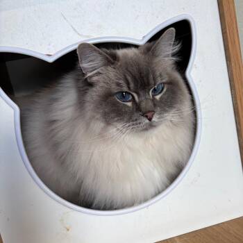 Ragdoll and Domestic Long Hair Cats Available for Adoption in Brownsboro, Alabama - Spook | PetCurious
