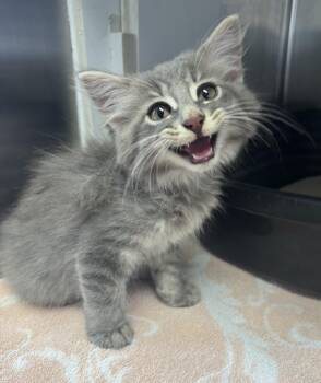 Anchor -  Domestic Long Hair Cat for Adoption in Tomah, Wisconsin - Anchor | PetCurious