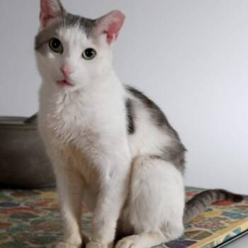 American Shorthair Cats Available for Adoption - Sky | PetCurious