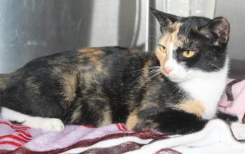 Domestic Short Hair and Calico Cats Available for Adoption in Prattville, Alabama - Nicole - 43451 | PetCurious