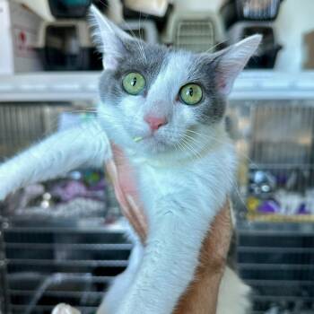Rescue Domestic Short Hair Cats for Adoption in Matteson, Illinois - Godzilla | PetCurious