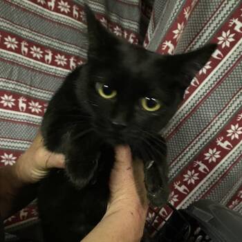 Domestic Short Hair Cats Available for Adoption in Hemet, California - Seattle | PetCurious