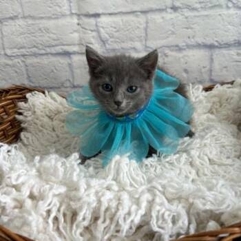 Meeny -  Domestic Short Hair Cat for Adoption in Harrisonburg, Virginia - Meeny | PetCurious