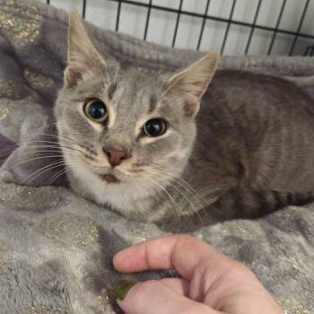 Rescue Domestic Short Hair Cats for Adoption in Lafayette Township, New Jersey - Tarsier | PetCurious