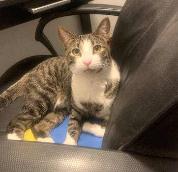 Rescue Domestic Short Hair Cats for Adoption in Los Lunas, New Mexico - Lees Edison | PetCurious