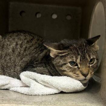 TIGER -  Domestic Short Hair Cat for Adoption in San Antonio, Texas - TIGER | PetCurious