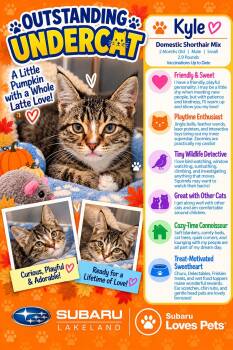 Kyle -  Domestic Short Hair Cat for Adoption in Winter Haven, Florida - Kyle | PetCurious