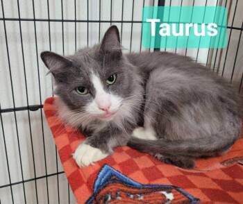 Domestic Medium Hair Cats Available for Adoption in Richmond, Indiana - Taurus | PetCurious