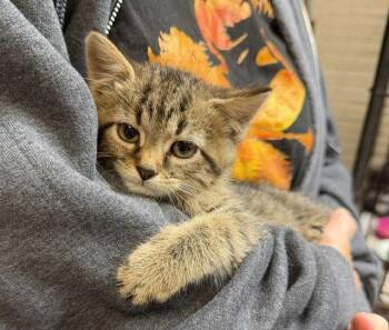Tonks -  Domestic Short Hair Cat for Adoption in Apollo, Pennsylvania - Tonks | PetCurious