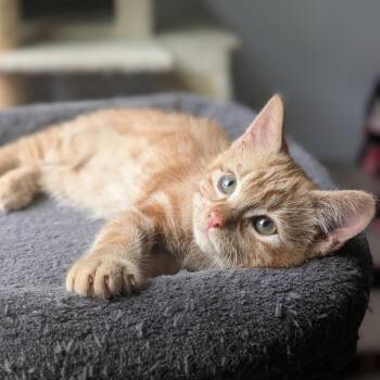 Hank -  Domestic Short Hair Cat for Adoption in Middleton, Wisconsin - Hank | PetCurious