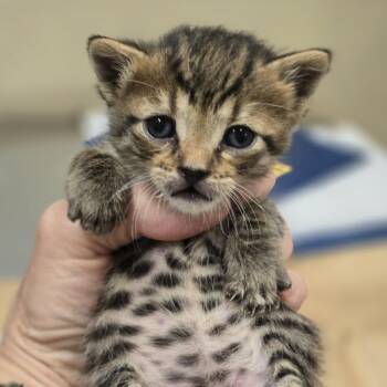 Jameson -  Domestic Short Hair Cat for Adoption in Wickenburg, Arizona - Jameson | PetCurious