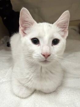 Jesse -  Domestic Short Hair Cat for Adoption in Cooperstown, New York - Jesse | PetCurious