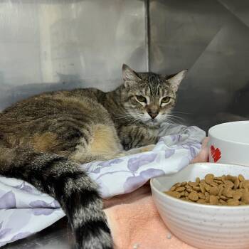 Sally -  Domestic Short Hair Cat for Adoption in Montville, New Jersey - Sally | PetCurious