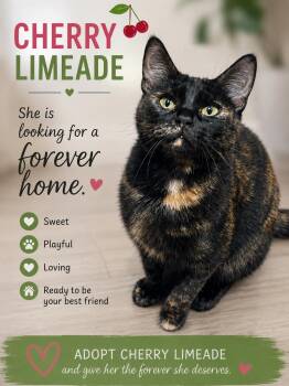Cherry Limeaid -  Domestic Short Hair and Tortoiseshell Cat for Adoption in Fort Worth, Texas - Cherry Limeaid | PetCurious