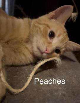 Peaches -  Domestic Short Hair Cat for Adoption in Plumerville, Arkansas - Peaches | PetCurious