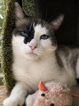 Lulu Jones -  Snowshoe and Siamese Cat for Adoption in Chandler, Arizona - Lulu Jones | PetCurious
