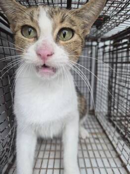 A660326 -  Domestic Short Hair Cat for Adoption in Houston, Texas - A660326 | PetCurious