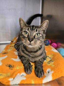 Rescue Domestic Medium Hair Cats for Adoption in Woodstock, Illinois - Granite | PetCurious