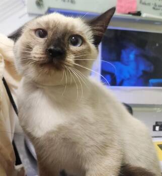 KOBALOI -  Domestic Short Hair Cat for Adoption in Pueblo, Colorado - KOBALOI | PetCurious