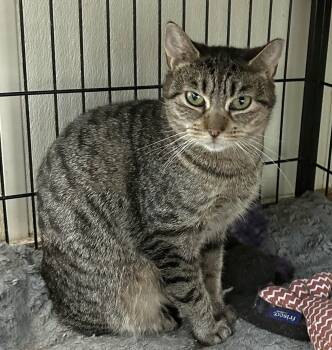 Domestic Short Hair Cats Available for Adoption - Zoe | PetCurious