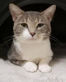 LL Cool J -  Domestic Short Hair Cat for Adoption in Fishers, Indiana - LL Cool J | PetCurious