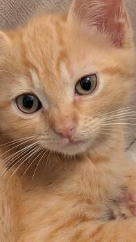 Sapphire -  Domestic Short Hair Cat for Adoption in Wilmington, North Carolina - Sapphire | PetCurious
