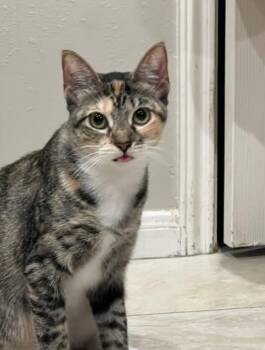 Rescue Tabby and Domestic Medium Hair Cats for Adoption in Liverpool, Texas - Meadow | PetCurious