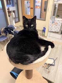 Domestic Short Hair Cats Available for Adoption in New Hope, Pennsylvania - Ambers | PetCurious