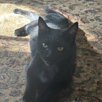 Kiki -  American Shorthair Cat for Adoption in New Blaine, Arkansas - Kiki | PetCurious