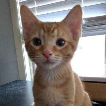 Luigi -  Domestic Short Hair Cat for Adoption in Chicago, Illinois - Luigi | PetCurious