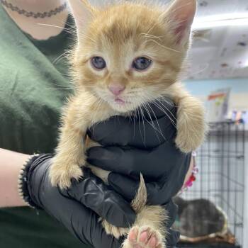 Domestic Short Hair Cats Available for Adoption - Fanta | PetCurious