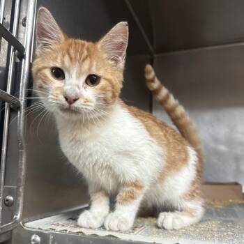 Serene -  Domestic Short Hair Cat for Adoption in Edinburg, Texas - Serene | PetCurious