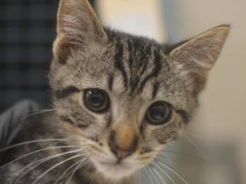 Eevee -  Domestic Short Hair Cat for Adoption in Portland, Oregon - Eevee | PetCurious