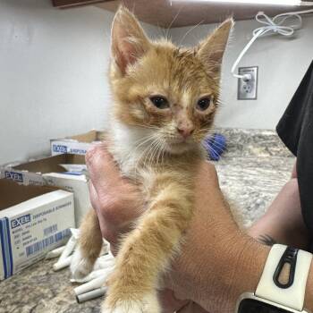 Queso "Cheddar"  - 092405U_2 -  Domestic Short Hair Cat for Adoption in Tupelo, Mississippi - Queso "Cheddar"  - 092405U_2 | PetCurious