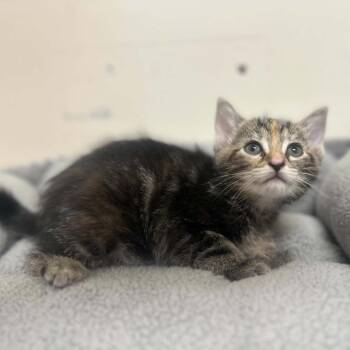 Minnie -  Domestic Short Hair Cat for Adoption in Madison, Wisconsin - Minnie | PetCurious