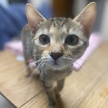 Sable -  Domestic Short Hair Cat for Adoption in Austin, Texas - Sable | PetCurious