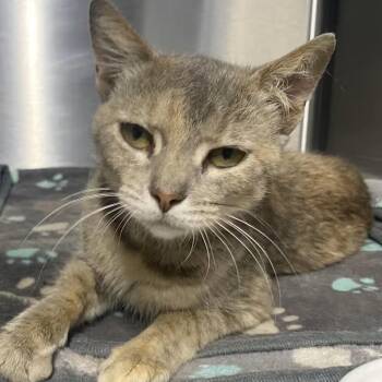 Ellie May -  Domestic Short Hair Cat for Adoption in Spencer, Indiana - Ellie May | PetCurious