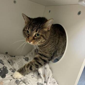 Foxy -  Domestic Short Hair Cat for Adoption in Dayton, Ohio - Foxy | PetCurious