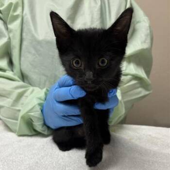 Meeko -  Domestic Short Hair Cat for Adoption in Tempe, Arizona - Meeko | PetCurious
