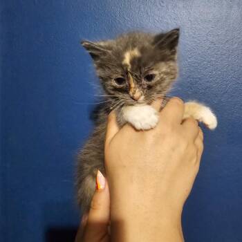 Whidbey -  Domestic Short Hair Cat Available for Adoption in Mocksville, North Carolina - Whidbey | PetCurious
