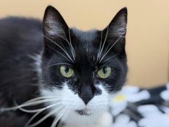 Ocean -  Domestic Short Hair Cat for Adoption in Portland, Oregon - Ocean | PetCurious