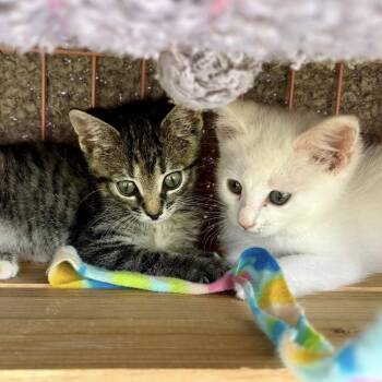 Domestic Short Hair Cats Available for Adoption in Lutz, Florida - Bocelli | PetCurious