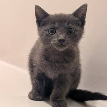 Cloud -  Domestic Short Hair Cat for Adoption in Chapel Hill, North Carolina - Cloud | PetCurious