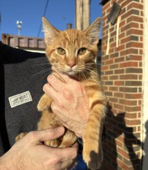 Rescue Domestic Short Hair Cats for Adoption in Stillwater, Oklahoma - George | PetCurious
