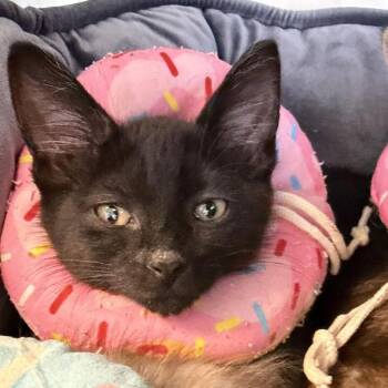 Durian -  Domestic Short Hair Cat for Adoption in Wilmington, Delaware - Durian | PetCurious